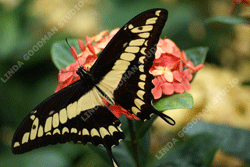 Photograph of a Butterfly